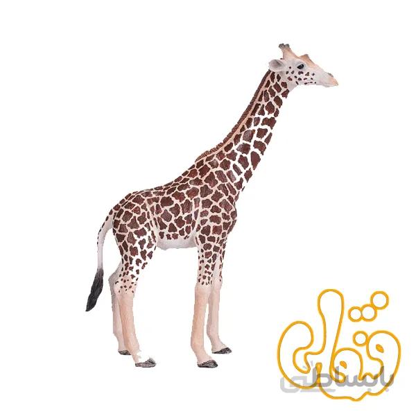 زرافه نر Giraffe Male 381008