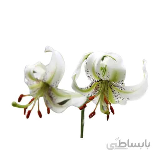 بذر گل لیلیوم چلچراغ