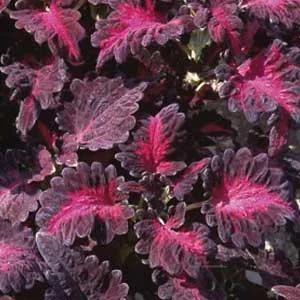 بذر حسن یوسف - Coleus Black Dragon