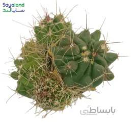 کاکتوس ژیمنوکلسیوم تیغ بلند عمده فروشی