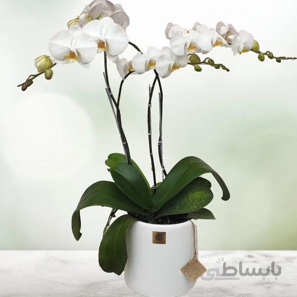 گلدان ارکیده سفید