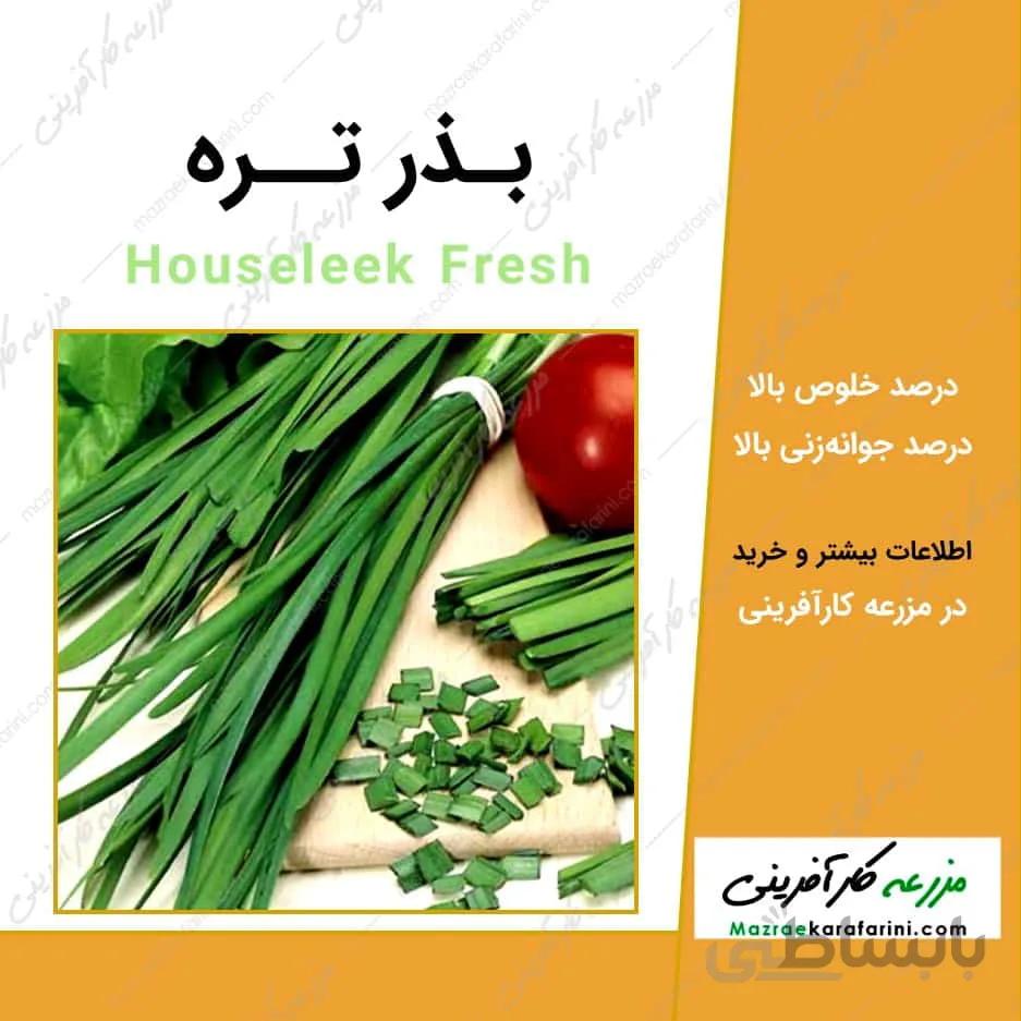 بذر تره Houseleek Fresh