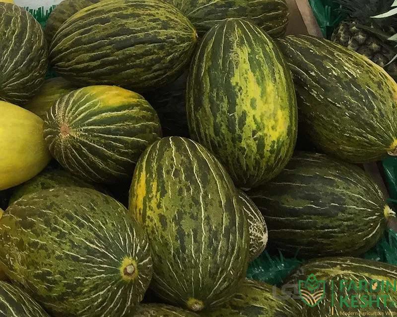 بذر ملون فرانسوی پوست تیره فوق شیرین بسته 10 عددی