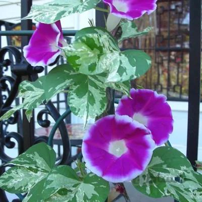 بذر گل نیلوفر پیچ برگ ابلق کمیاب ا Ipomoea Elegance
