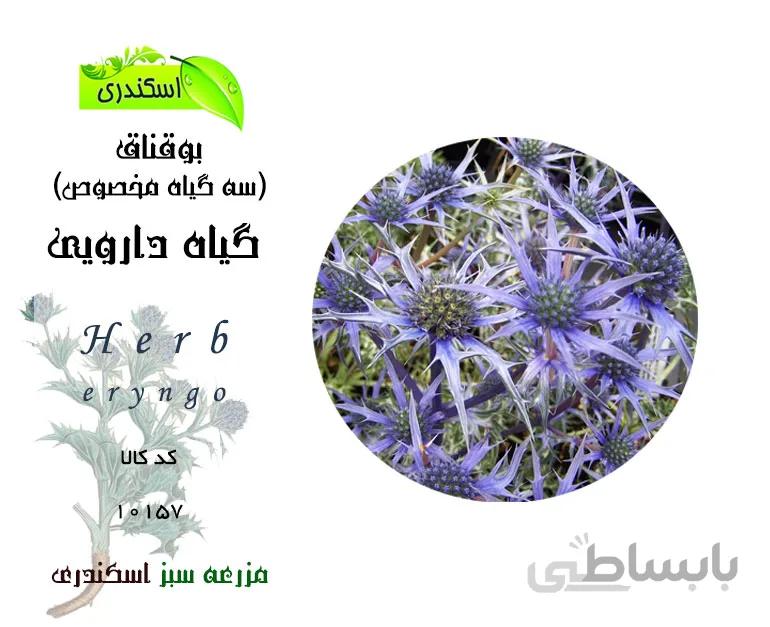 گیاه بوقناق اصل