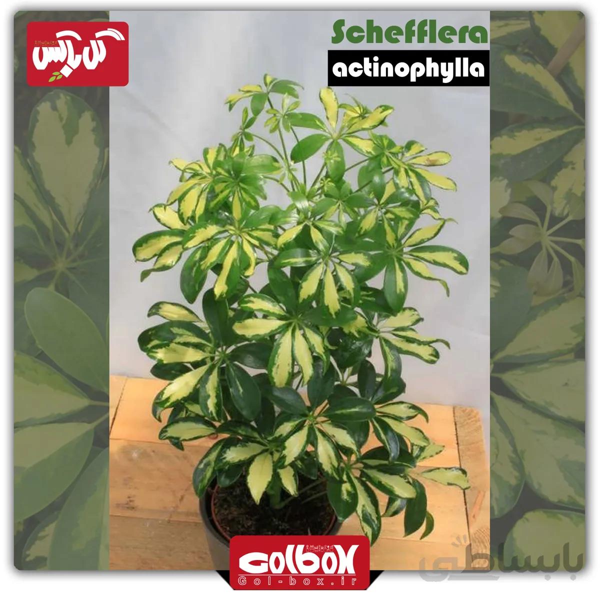 گل شفلرا ابلق Schefflera actinophylla