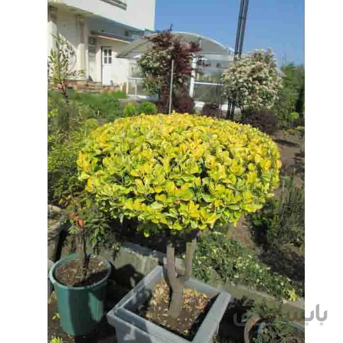 شمشاد طلایی