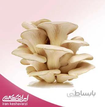 بذر قارچ صدفی سفید خوراکی Pleurotus florida