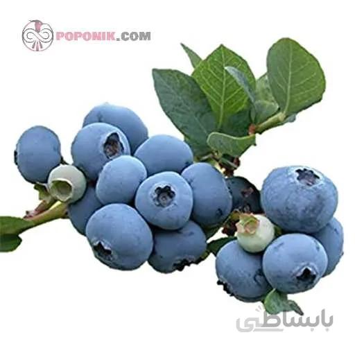 نهال بلوبری دوك