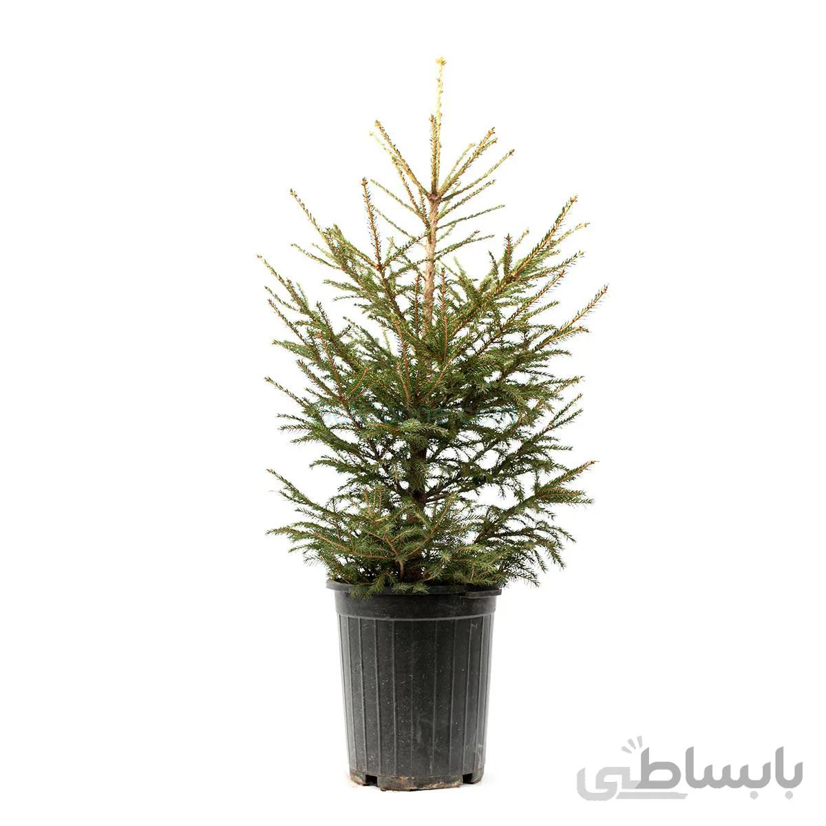 درختچه کاج نوئل | سایز بزرگ
