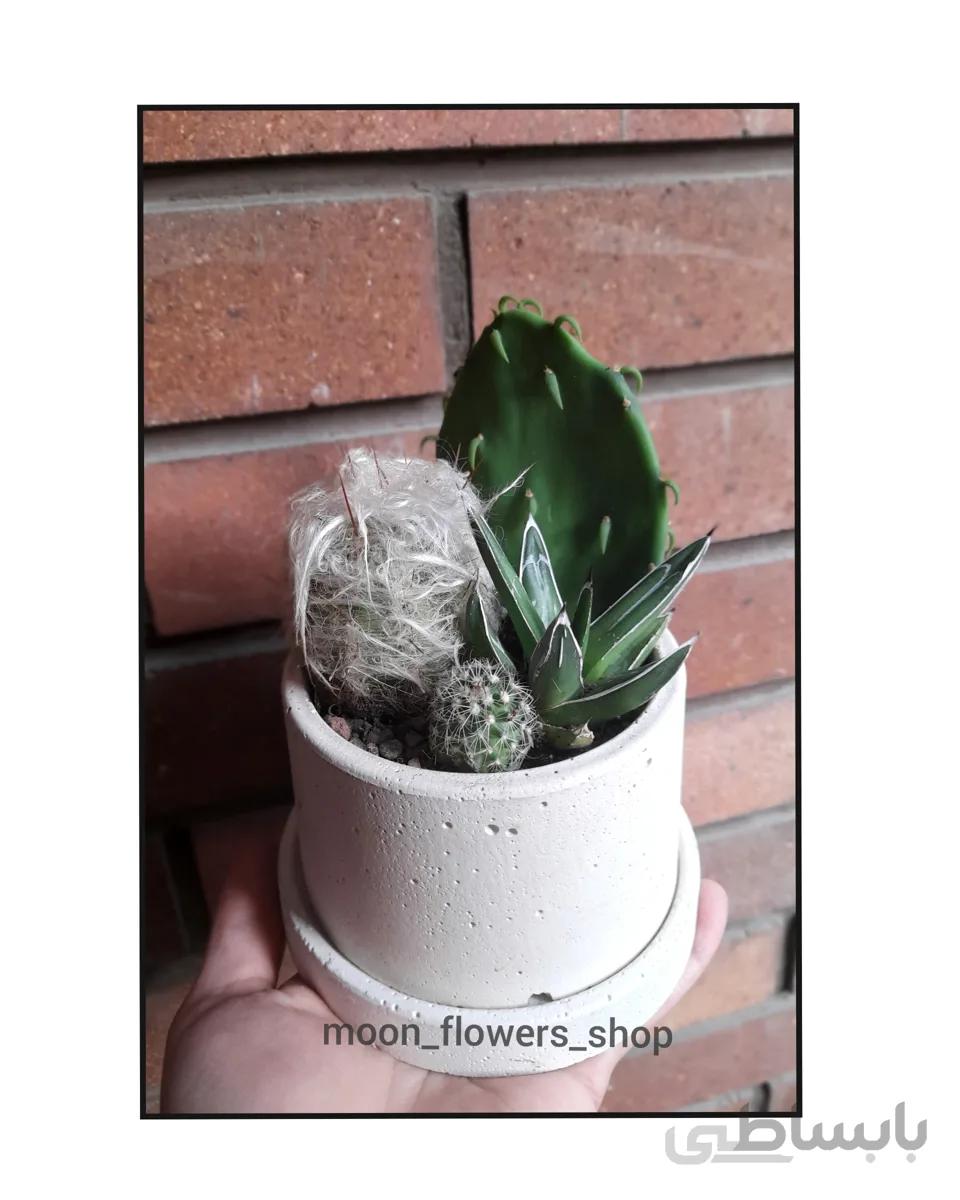 دیش گاردن کاکتوس ا Cactus Dish garden