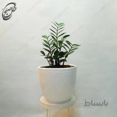 سفارش گل آنلاین – زاموفیلیا طرح Z-041