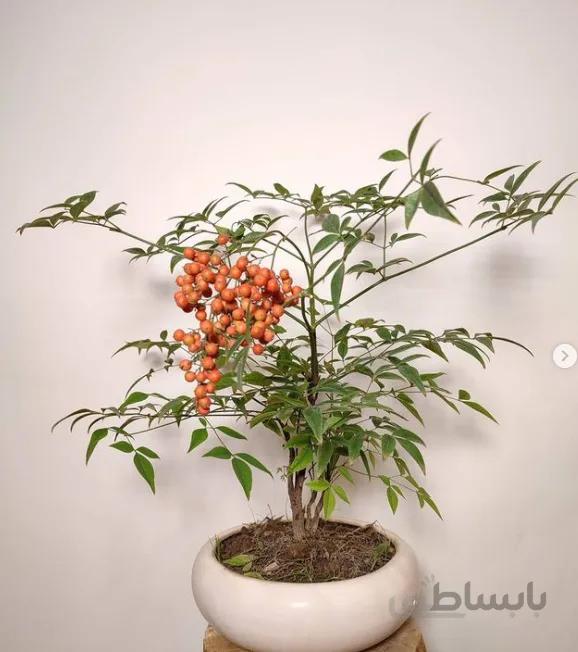 گیاه ناندینا ( بونسای فوق العاده زیبا )