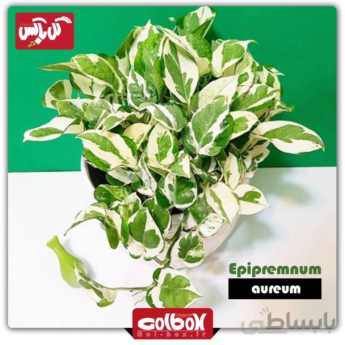 گیاه پتوس سفید (ارتشی)