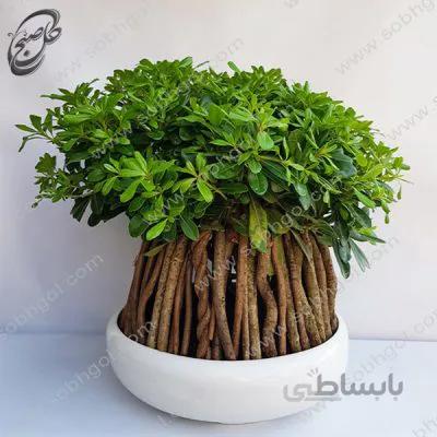 بونسای پیتسپروم سایز بزرگ طرح B-041 ( ارسال گل رایگان )