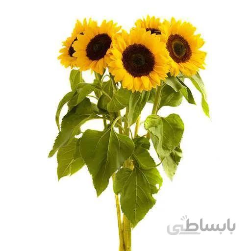بذر گل آفتابگردان زینتی پا بلند زرد