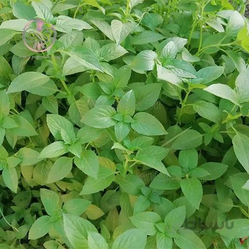 بذر ريحان سبز مبارکه