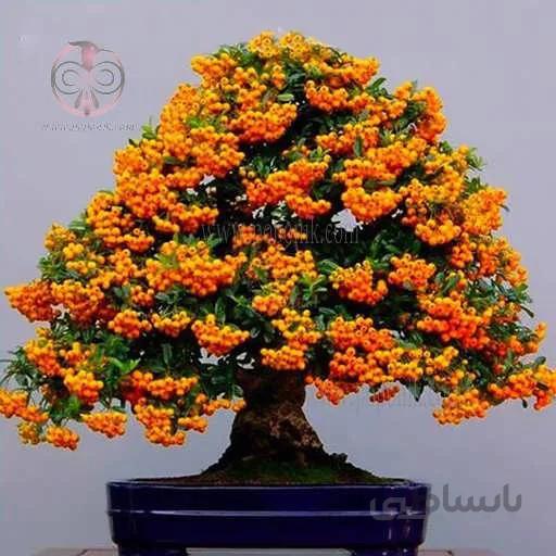 بذر پیرکانترا میوه نارنجی