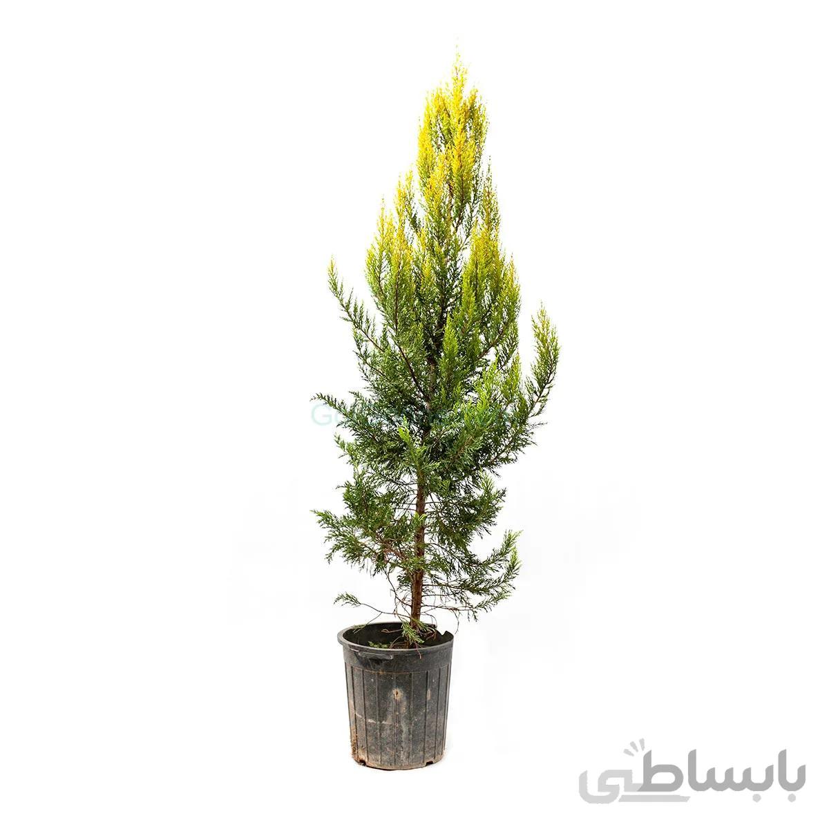 درختچه کاج لاوسون