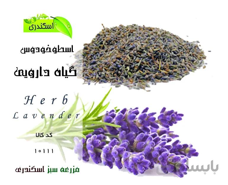 اسطوخودوس اعلاء (لونده فرانسوی)