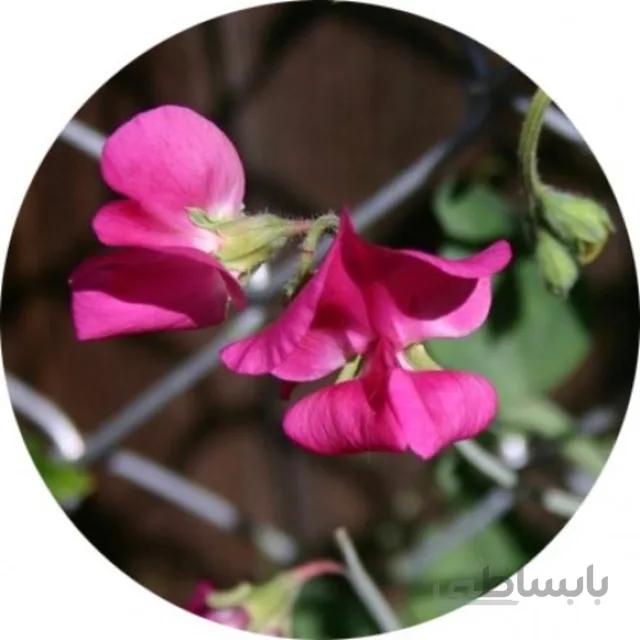 بذر گل نخودی پا متوسط الوان