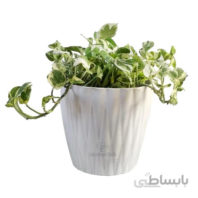گیاه آپارتمانی پتوس سفید