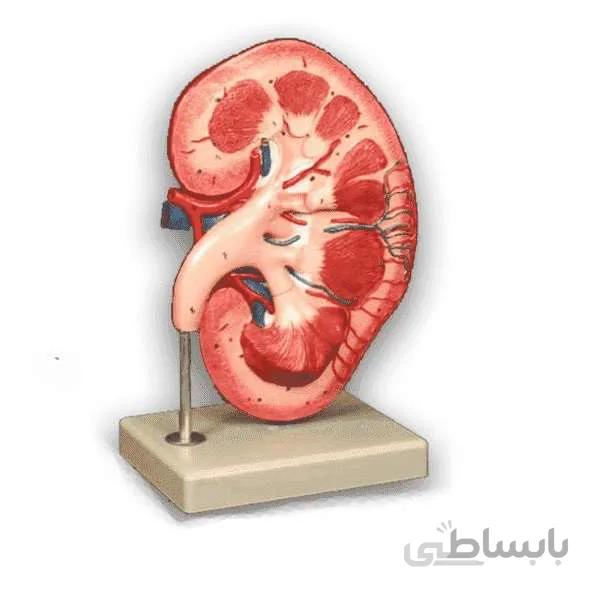 مولاژ کلیه ایستاده