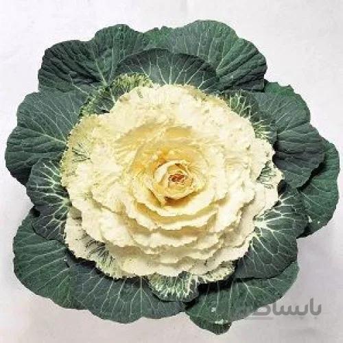بذر کلم زینتی پاکوتاه سفید