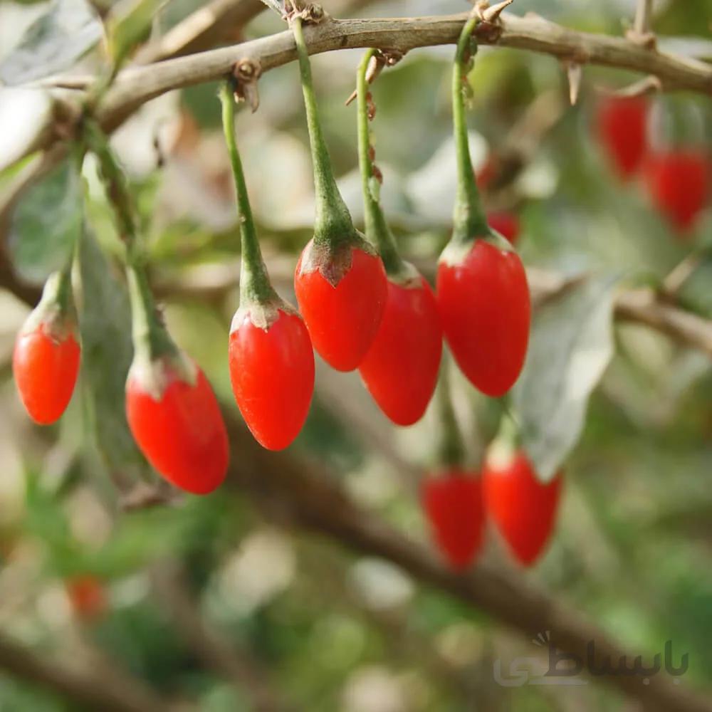 بذر گوجی بری (دیو خار)