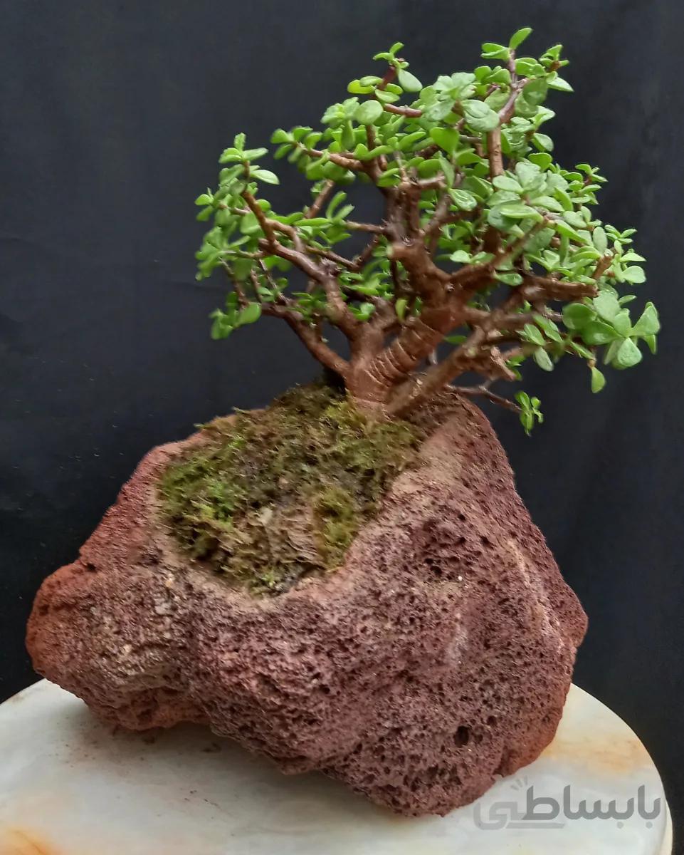 بنسای(بونسای) جید مینیاتور صخرهای ا Pertolacaria bonsai