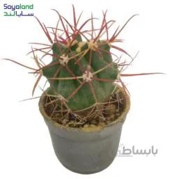 فرو کاکتوس گراسیلیس عمده فروشی