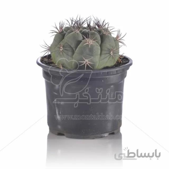 خرید و قیمت کاکتوس ژمینو بروچی در گلدان سیاه | گل منتخب