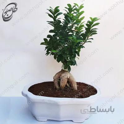 بونسای جینسینگ اصل سایز 5 طرح B-054 ( ارسال گل رایگان )