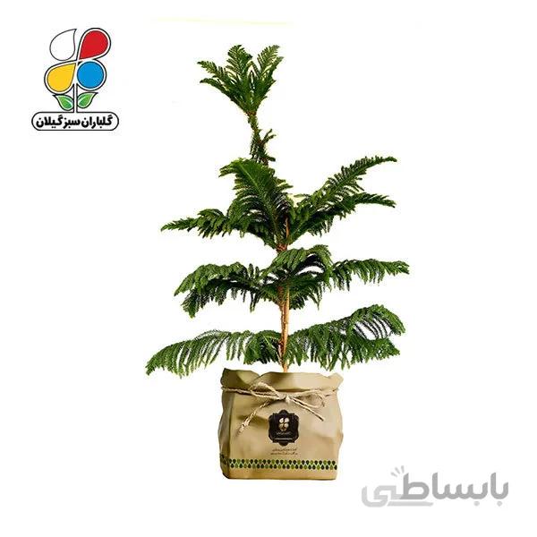 گیاه طبیعی کاج مطبق گلباران سبز گیلان مدل GN13-10K