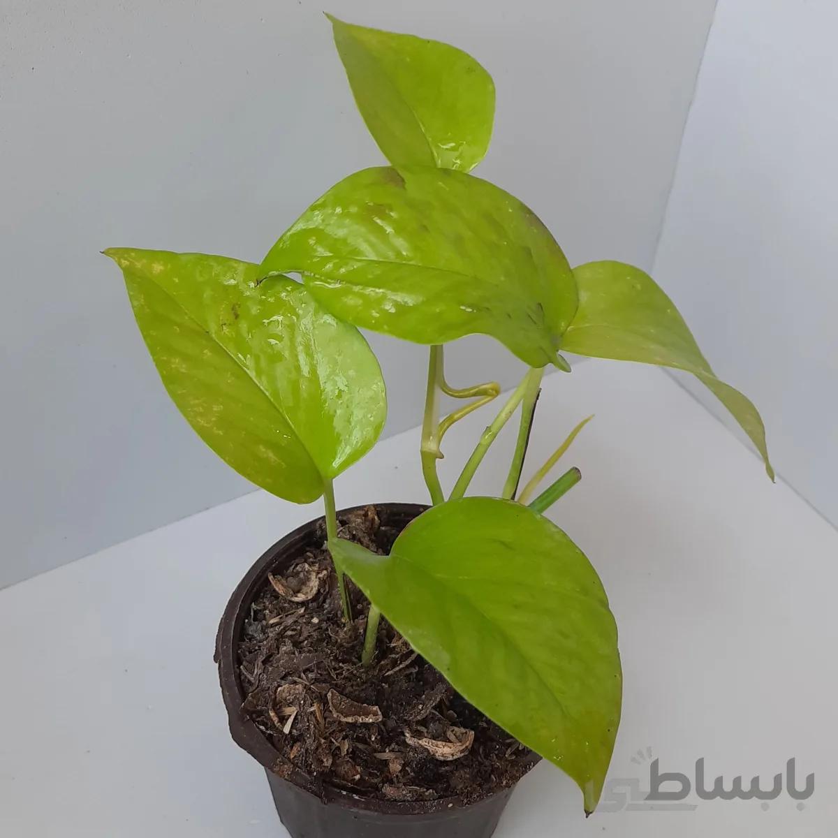 پتوس نئون