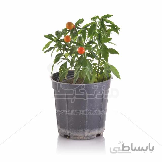 گیاه فلفل زینتی گیلاسی 25 سانتی متری