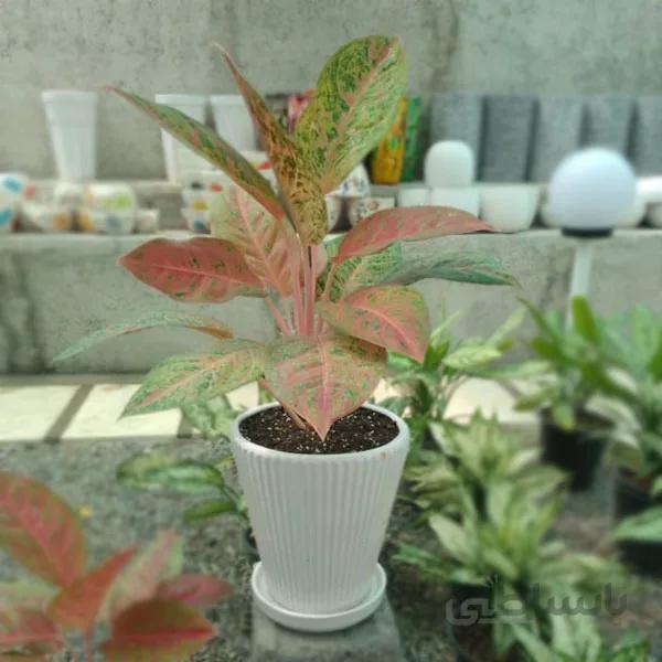 گیاه آگلونما قرمز