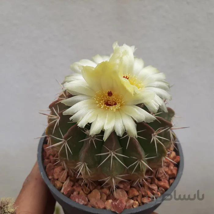نوتو کاکتوس بالغ بسیار درشت
