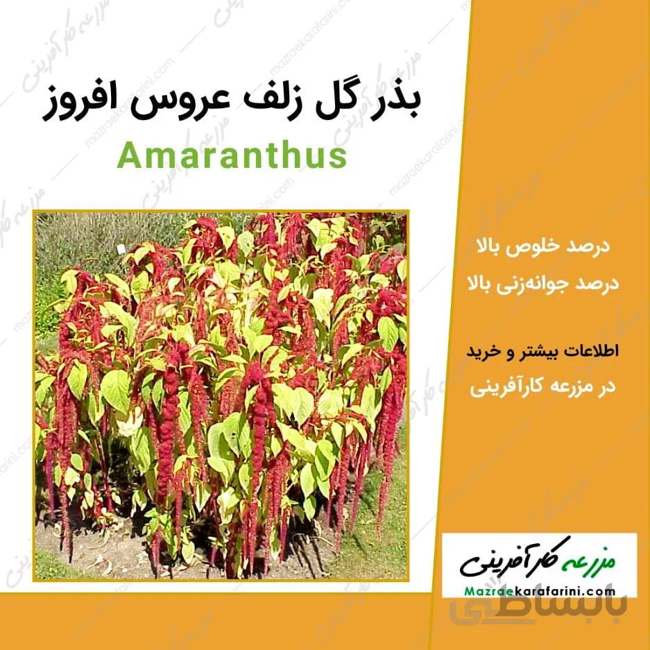 بذر گل زلف عروس افروز