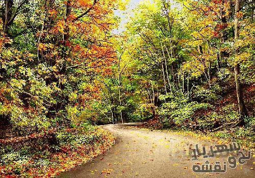 نخ و نقشه تابلو فرش طرح منظره خیابان پاییزی کد n-7573