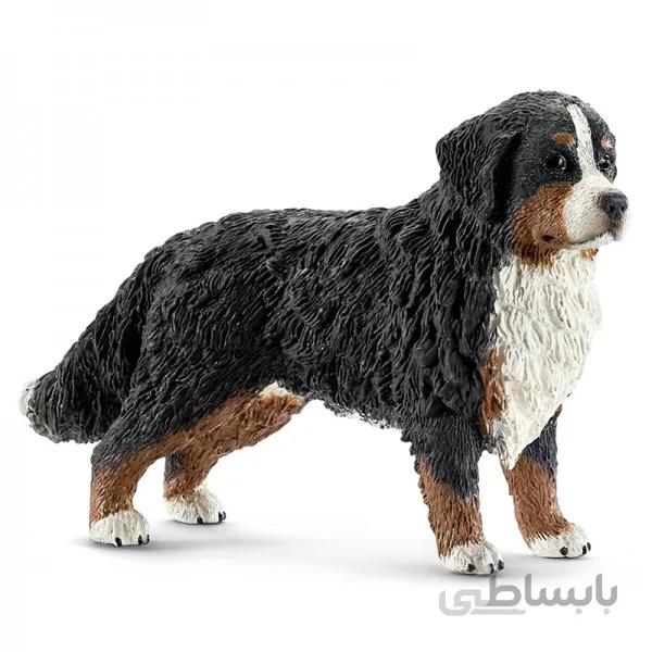 سگ برنیز اشلایش 16397