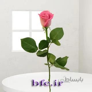 گل رزهلندی