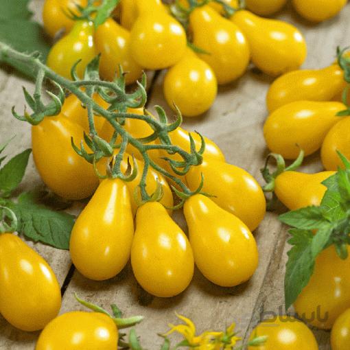 بذر گوجه فرنگی گلابی خوشه ای زرد بسته 10 عددی