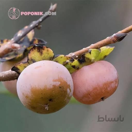 بذر درخت خرمالو وحشی