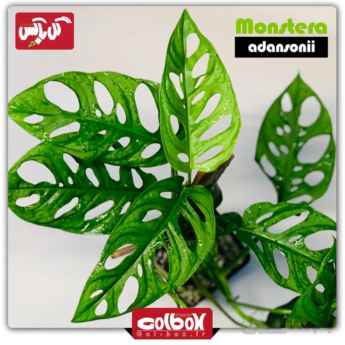 گل پتوس حصیری (مونسترا مینیاتوری)
