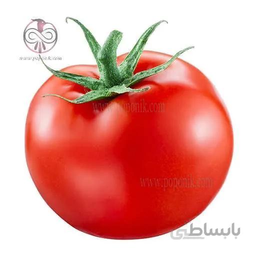 بذر گوجه فرنگی کینگ استون