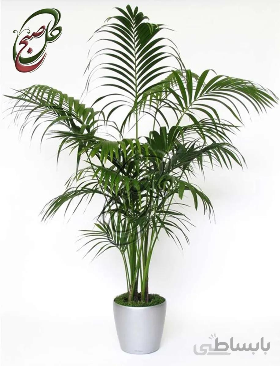 خرید گل آنلاین – نخل کنتیا طرح K-092 ( ارسال گل رایگان )
