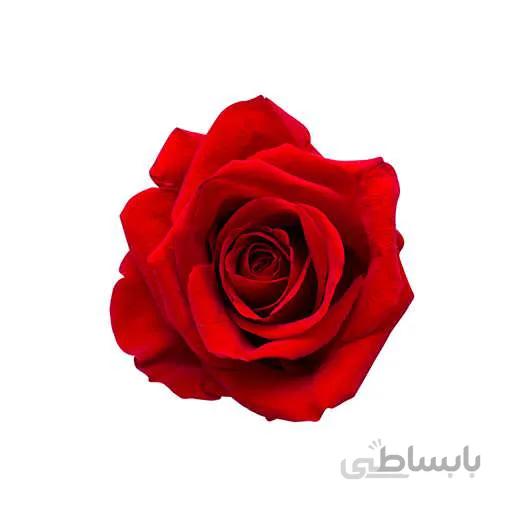 بذر گل رز
