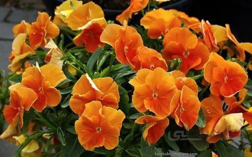 بذر گل بنفشه خوراکی تزئینی حنایی بسته 300 عددی