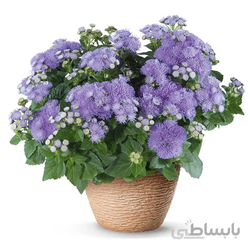بذر گل آگراتو مکزیکی پاکوتاه گلدانی بسته 100 عددی